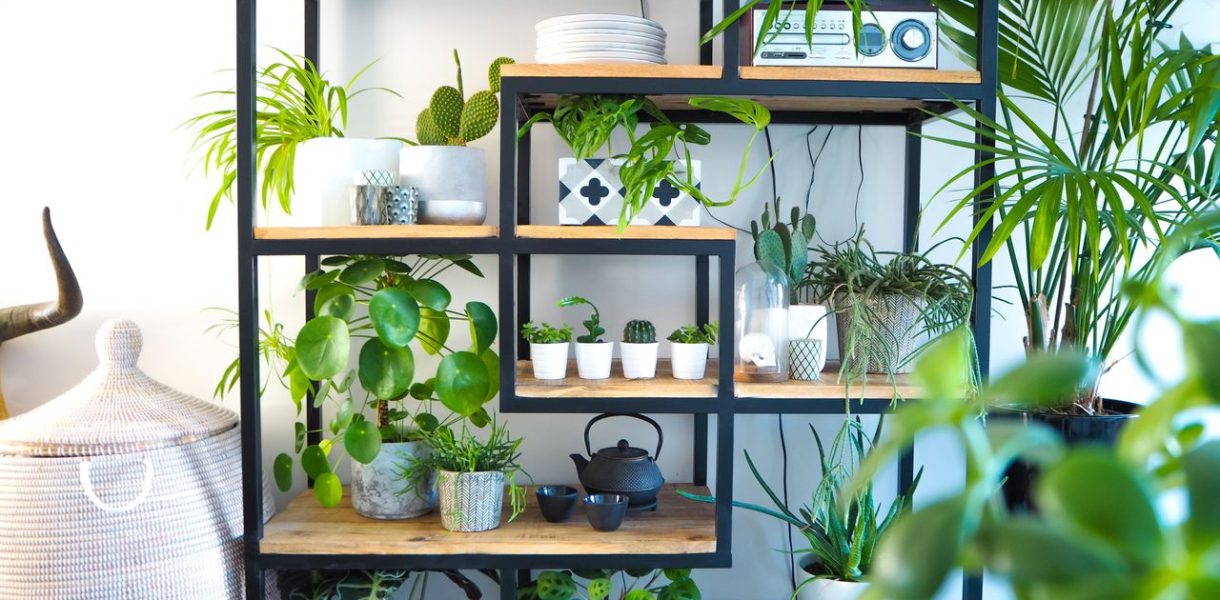 Les plantes d'intérieur pour un appartement