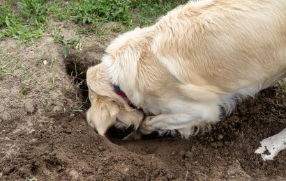 Découvrez pourquoi les chiens creusent des trous dans le jardin