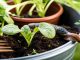 5 astuces naturelles redoutables pour éloigner les limaces de votre potager